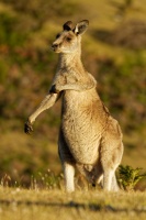 Klokan obrovsky - Macropus giganteus - Eastern Grey Kangaroo 4960